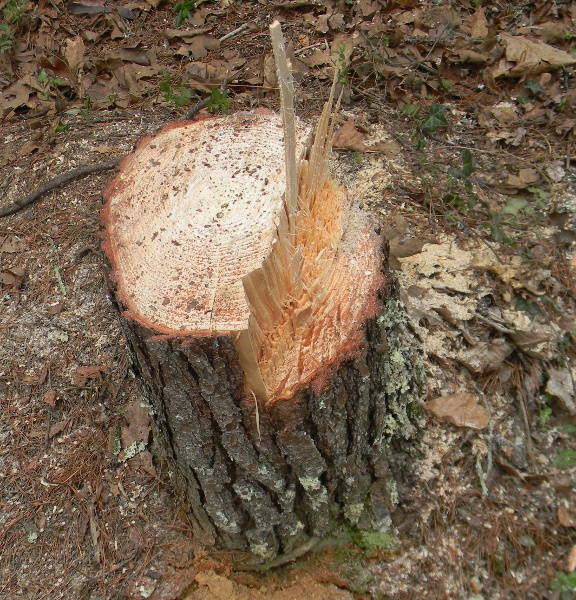 pine stump