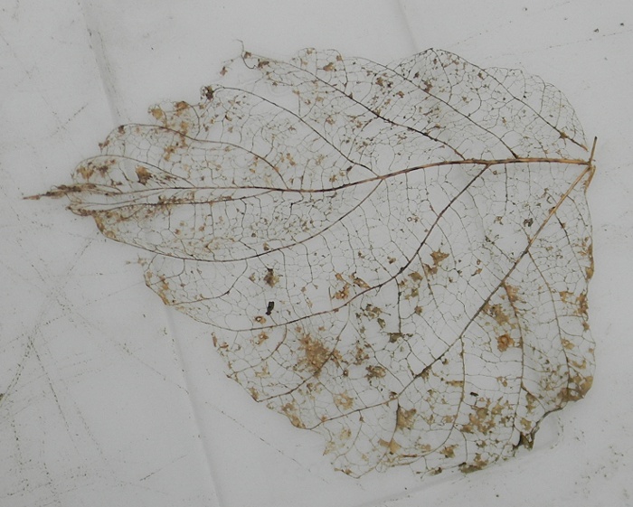 leaf skeleton